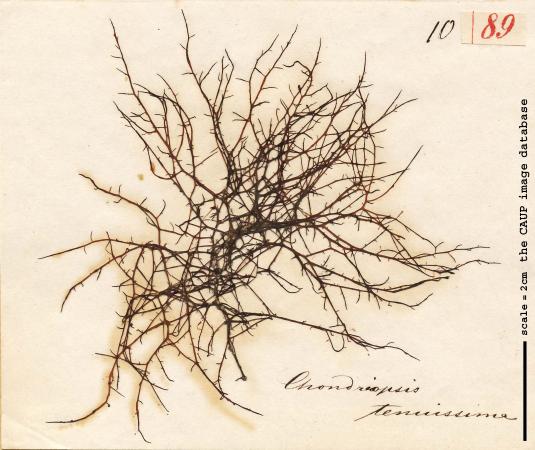 Chondria capillaris_89.jpg
